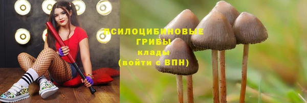 PSILOCYBIN Елабуга