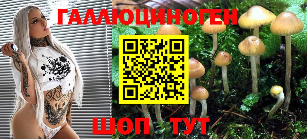 Псилоцибиновые грибы Psilocybine cubensis Кондопога